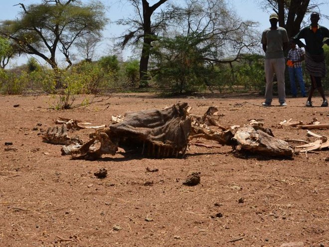 The carcass of a camel in Fafi sub-county in Garissa County.